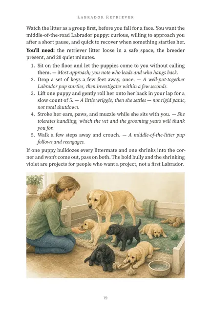 Preview of page 19 about choosing a Labrador puppy